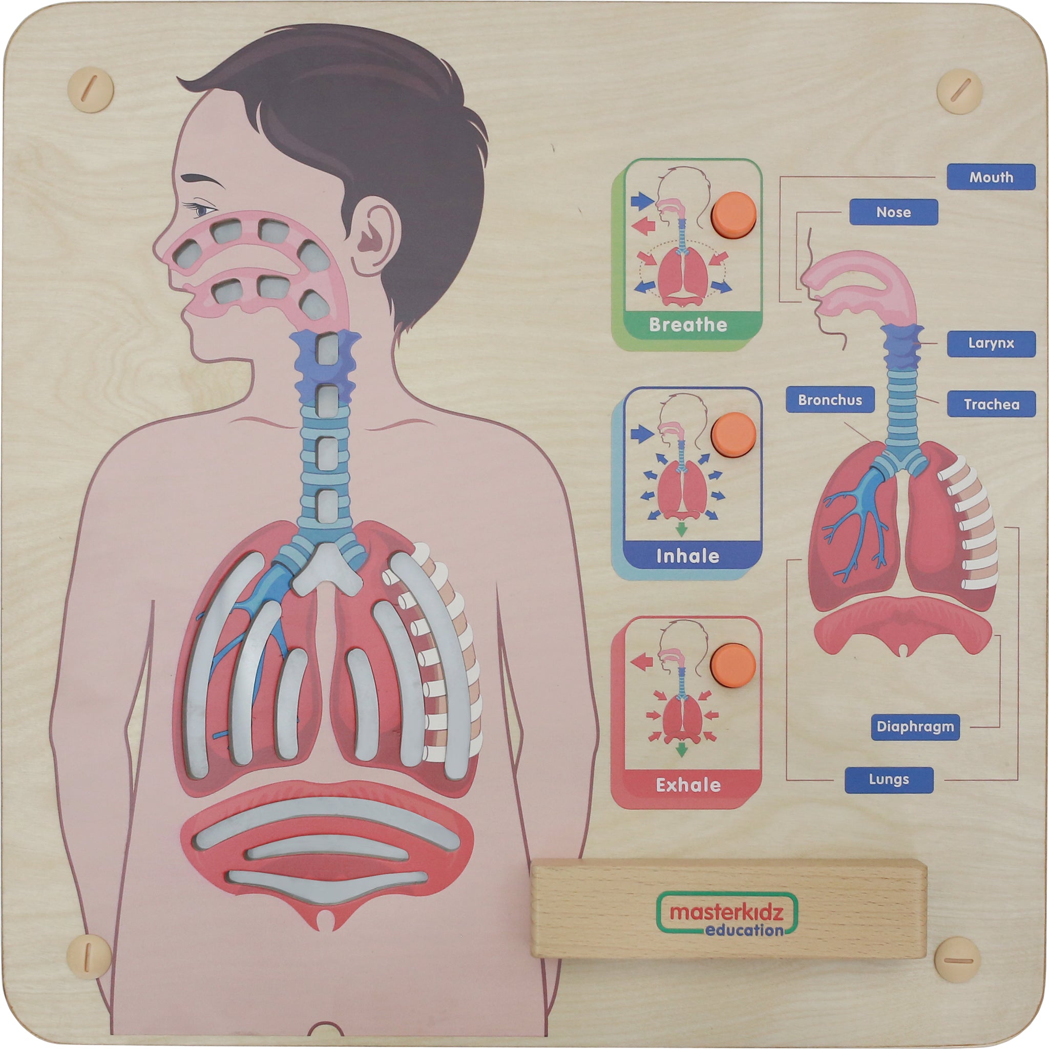 Masterkidz Wall Elements - Respiratory System