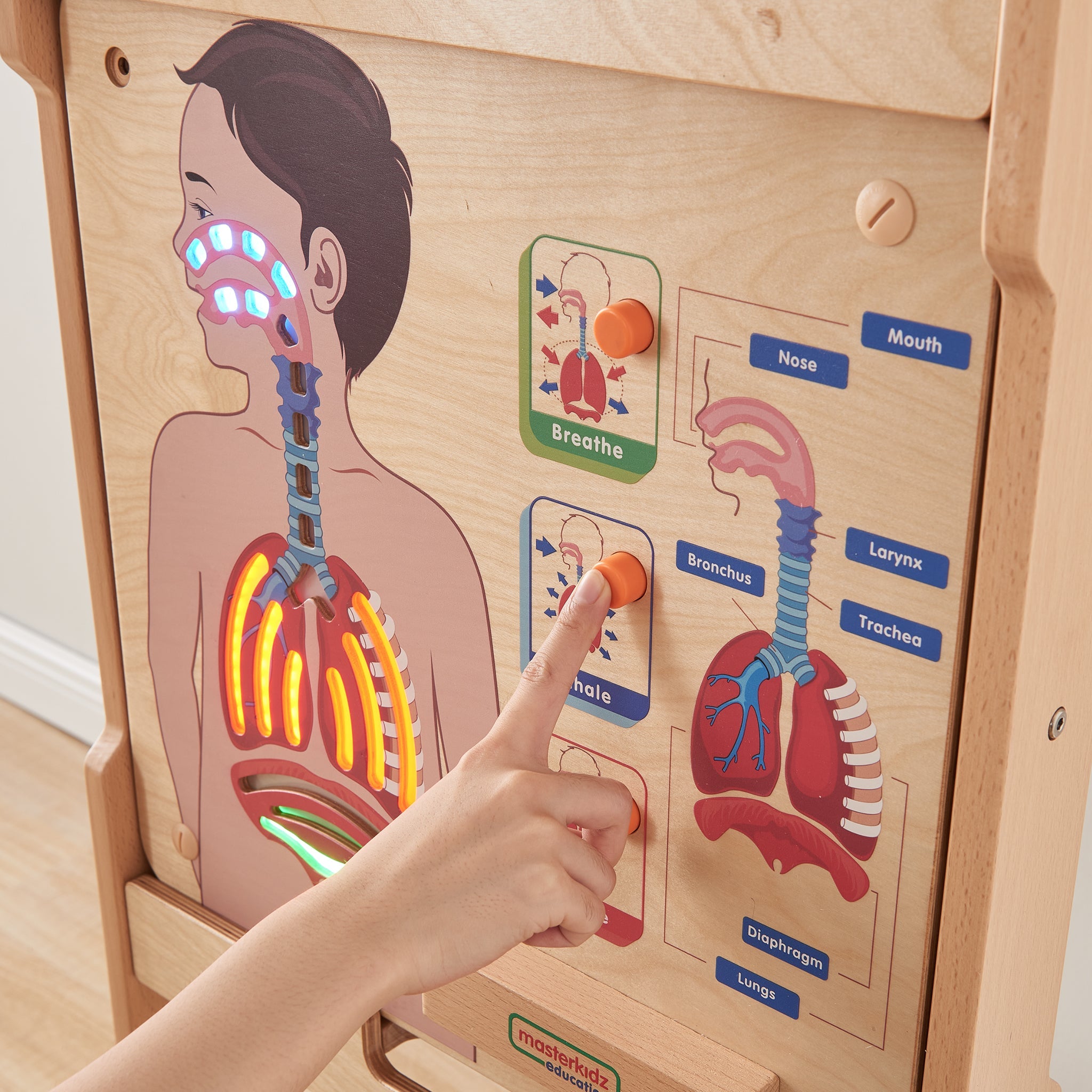 Masterkidz Wall Elements - Respiratory System