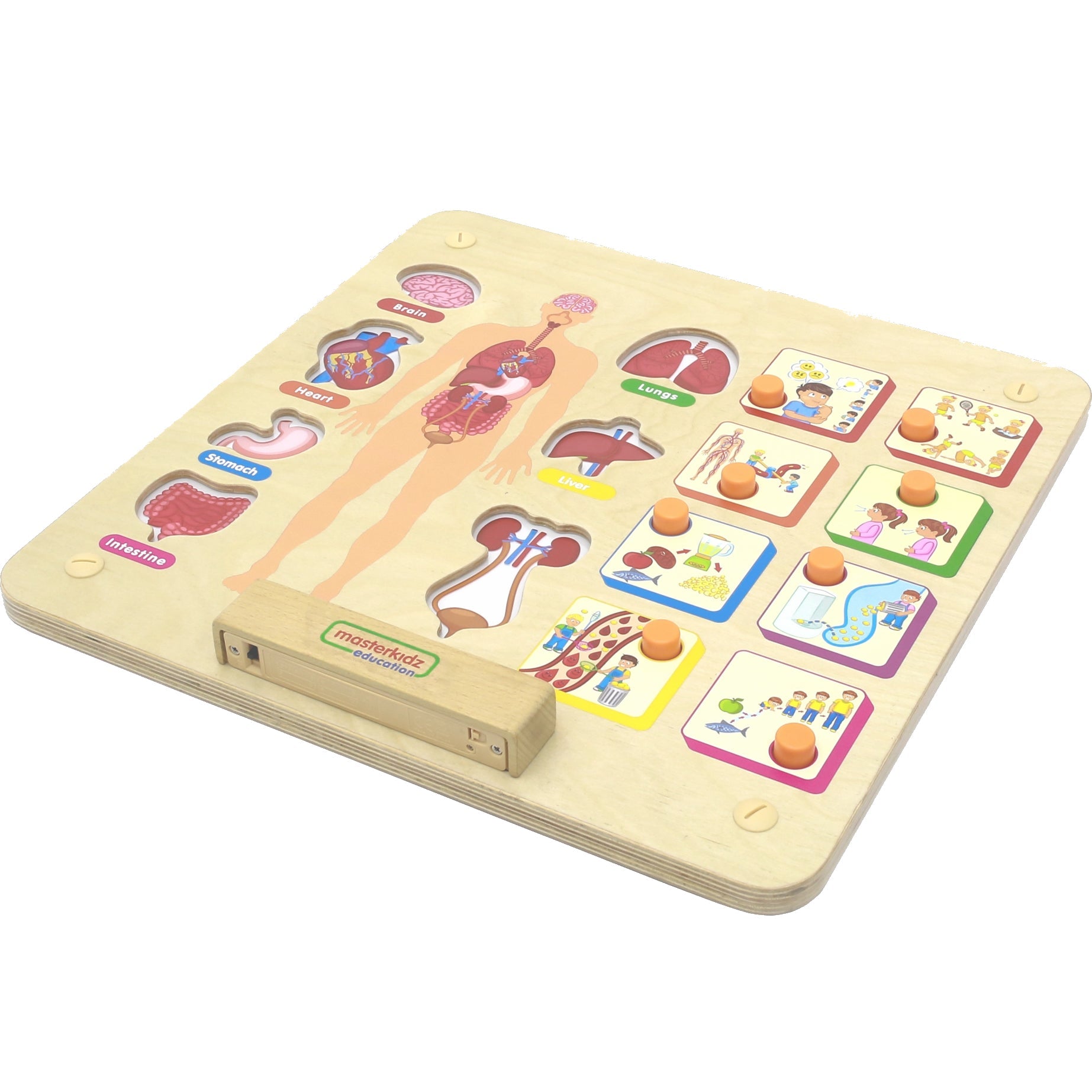 Masterkidz Wall Element - Human body Systems